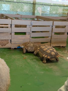 Moff animal world BIGHOPガーデンモール印西店に投稿された画像（2026/3/7）