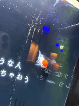 横浜開運水族館 フォーチュンアクアリウムに投稿された画像（2026/3/7）