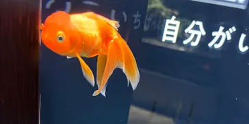 横浜開運水族館 フォーチュンアクアリウムに投稿された画像（2026/3/7）