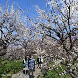 偕楽園本園に投稿された画像（2026/3/7）