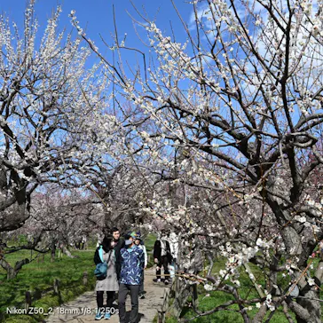 偕楽園本園に投稿された画像（2026/3/7）