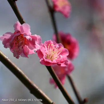 偕楽園本園に投稿された画像（2026/3/7）
