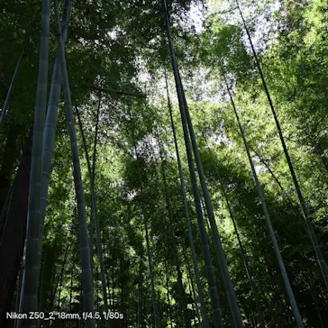 偕楽園本園に投稿された画像（2026/3/7）