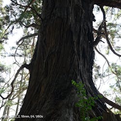 偕楽園本園に投稿された画像（2026/3/7）
