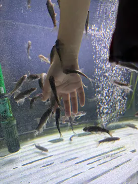 サケのふるさと 千歳水族館に投稿された画像（2026/3/7）