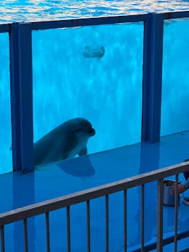 伊豆・三津シーパラダイスに投稿された画像（2026/3/7）