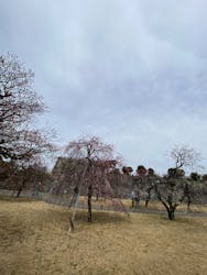 元離宮二条城に投稿された画像（2026/3/7）