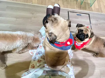 いぬカフェRio 仙台店に投稿された画像（2026/3/7）