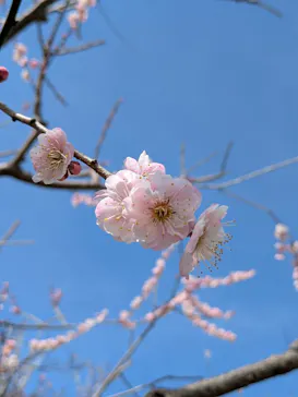 偕楽園本園に投稿された画像（2026/3/7）