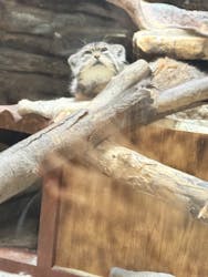 恩賜上野動物園に投稿された画像（2026/3/7）