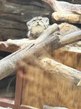 恩賜上野動物園に投稿された画像（2026/3/7）