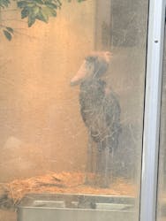 恩賜上野動物園に投稿された画像（2026/3/7）