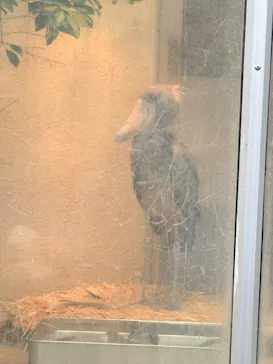 恩賜上野動物園に投稿された画像（2026/3/7）