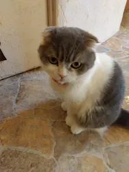 Cat Cafe てまりのおしろに投稿された画像（2026/3/7）