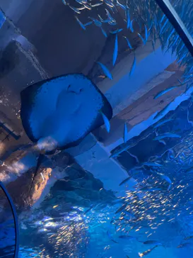 横浜・八景島シーパラダイスに投稿された画像（2026/3/7）