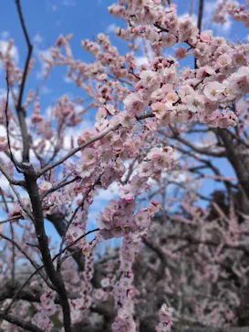 偕楽園本園に投稿された画像（2026/3/7）