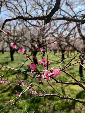 偕楽園本園に投稿された画像（2026/3/7）