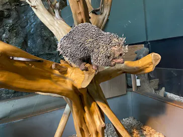 カワスイ 川崎⽔族館に投稿された画像（2026/3/7）