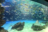サンシャイン水族館に投稿された画像（2026/3/8）