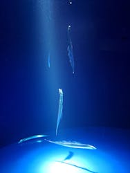 サンシャイン水族館に投稿された画像（2026/3/7）