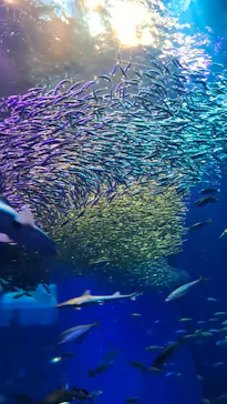 アクアワールド茨城県大洗水族館に投稿された画像（2026/3/7）