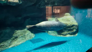 アクアワールド茨城県大洗水族館に投稿された画像（2026/3/7）