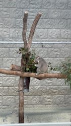 淡路ファームパーク イングランドの丘に投稿された画像（2026/3/7）