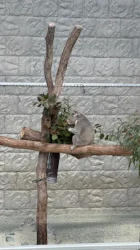 淡路ファームパーク イングランドの丘に投稿された画像（2026/3/7）