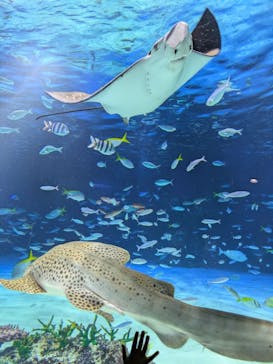 サンシャイン水族館に投稿された画像（2026/3/7）