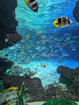 サンシャイン水族館に投稿された画像（2026/3/7）