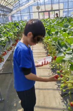 Strawberry Farm シャインベリーに投稿された画像（2026/3/7）