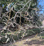 偕楽園本園に投稿された画像（2026/3/8）