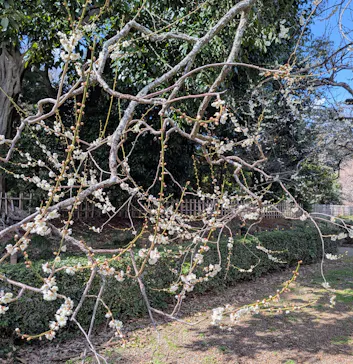 偕楽園本園に投稿された画像（2026/3/7）