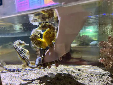 ゼロ距離水族館 伊勢シーパラダイスに投稿された画像（2026/3/7）