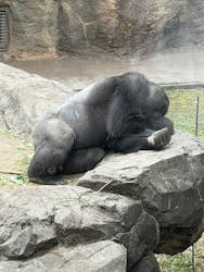 恩賜上野動物園に投稿された画像（2026/3/7）