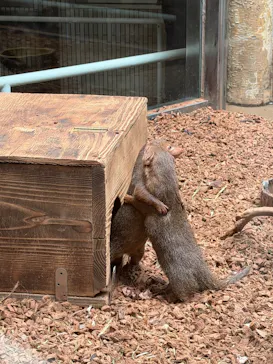 恩賜上野動物園に投稿された画像（2026/3/7）