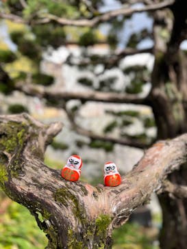 勝尾寺に投稿された画像（2026/3/8）