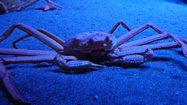 環境水族館アクアマリンふくしまに投稿された画像（2026/3/8）