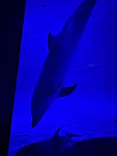 アクアワールド茨城県大洗水族館に投稿された画像（2026/3/8）