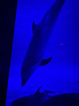 アクアワールド茨城県大洗水族館に投稿された画像（2026/3/8）