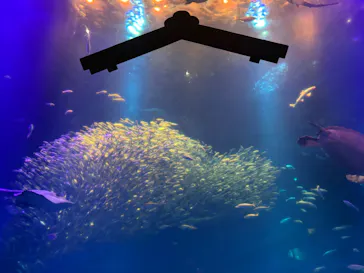 アクアワールド茨城県大洗水族館に投稿された画像（2026/3/8）