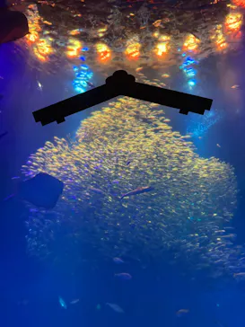 アクアワールド茨城県大洗水族館に投稿された画像（2026/3/8）