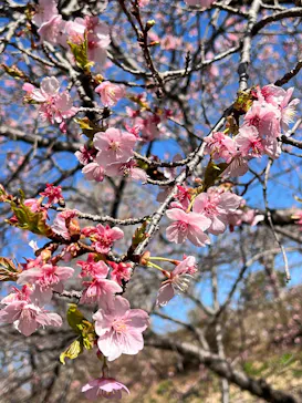 いばらきフラワーパークに投稿された画像（2026/3/8）