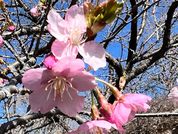 いばらきフラワーパークに投稿された画像（2026/3/8）