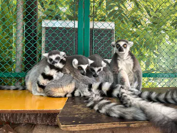 那須ワールドモンキーパークに投稿された画像（2026/3/8）