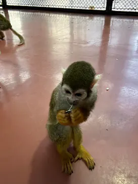 那須ワールドモンキーパークに投稿された画像（2026/3/8）