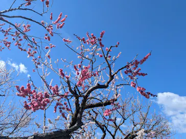 偕楽園本園に投稿された画像（2026/3/8）