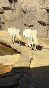 那須どうぶつ王国に投稿された画像（2026/3/8）