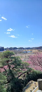 偕楽園本園に投稿された画像（2026/3/8）