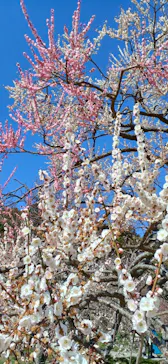 偕楽園本園に投稿された画像（2026/3/8）